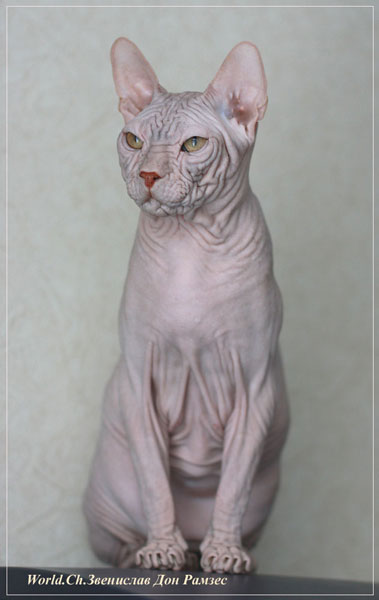 Породы голых кошек 1585